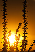 The sun sets brilliantly over the Doñana marshland, casting warm hues across Sanlucar de Barrameda, evoking tranquility and beauty.