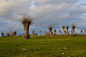 Trees trimming. Revenga, Segovia.