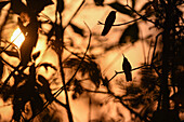 Hummingbird perched on tree at sunset in Sierra Nevada de Santa Marta, Colombia