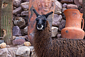 Ein Lama, Llama glama, bei Arte Guanuco in der Quebrada de Humahuaca oder im Humahuaca-Tal in Argentinien