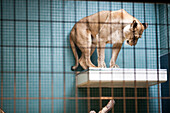 A lioness stands thoughtfully on a platform inside her enclosure at the Berlin Zoo, capturing the attention of visitors.