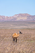 Ein Guanako, Lama guanico, grast auf einem Hochplateau im Nationalpark Los Cardones in Argentinien