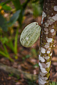 Cacao / Chocolate (Theobroma cacao) plant in Santa Marta, Colombia