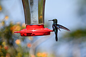 Hummingbird feeder in Sierra Nevada de Santa Marta, Colombia