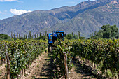 A motorized grape harvesting machine in the vineyard of the Bodega El Esteco winery in Cafayate, Argentina.