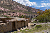 Ruins of an old hacienda in the Calchaqui Valley between Los Cardones National Park & Payogasta, Argentina. The snow-capped Nevado de Cachi is behind.