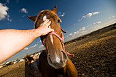 A man reaches out to touch a horses head, capturing a moment of connection in Seville, Spain, under a bright sky.