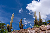 Cardón cactus on the monument hill in Humahuaca in the Humahuaca Valley or Quebrada de Humahuaca, Argentina.