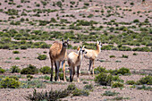 Two young guanacos, called chulengos, with an adult guanaco on a high plateau in Los Cardones National Park in Argentina.