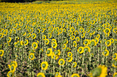 Sunflowers in Santovenia, province of Segovia.