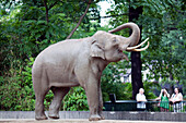 Berlin, Germany, July 21 2009, An Asian elephant engages with spectators at the Berlin Zoo, showcasing its playful behavior and charming presence.