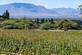 Grape vines at the Bodega and Finca las Nubes, a winery and vineyard near Cafayate, Argentina. The town of Cafayate is in the valley.