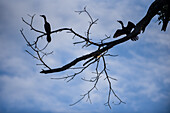 Cormorants in Don Diego River, Santa Marta, Colombia