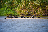 Brown pelicans in Don Diego River, Santa Marta, Colombia