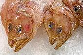 Fresh lenguados sit on ice at Mercado de la Boquería, showcasing the vibrant seafood culture of Barcelona.