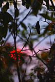 Kolibri auf einem Baum bei Sonnenuntergang in der Sierra Nevada de Santa Marta, Kolumbien