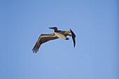 Pelicans in flight of the Don Diego River and the Caribbean Sea, Colombia