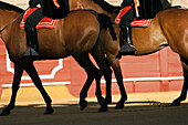 Seville, Spain, Aug 15 2008, Horses advance gracefully during the opening ceremony in the famous bullring of Seville. The scene captures tradition and elegance in this iconic Spanish setting.