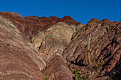 Kakteen, die in den gestreiften Gesteinsschichten des Cerro de los Siete Colores (Hügel der sieben Farben) in Purmamarca, Argentinien, wachsen