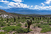 Cardon Grande Cactus, Leucostele terscheckii, and the snow-capped Nevado de Cachi in the Calchaqui Valley in Argentina. The green shrubs are jarilla, Larrea divaricata.