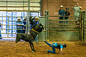 Ein junger Cowboy wird beim Moab Junior Rodeo in Moab, Utah, von einem bockenden Pferd gerissen