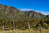 Vineyards in the Calchaqui Valley near Cafayate, Argentina with the Andes Mountains behind.