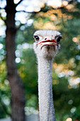 An ostrich proudly displays its head and unique features amidst lush greenery in Seville, Spain.