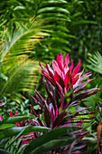 Cordyline Red Sister plant in Santa Marta, Colombia