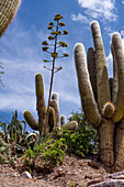 Cardón cactus & century plant on the monument hill in Humahuaca in the Humahuaca Valley or Quebrada de Humahuaca, Argentina.