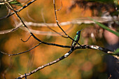 Hummingbird in Sierra Nevada de Santa Marta, Colombia