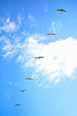 Pelicans in flight of the Don Diego River and the Caribbean Sea, Colombia