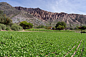 Fields of corn and lettuce growing on a farm in the Humahuaca Valley or Quebrada de Humahuaca in Argentina.