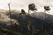 Sunrise view of the Sierra Nevada de Santa Marta, Mountains, including Cerro Kennedy, also known as 'la Cuchillo de San Lorenzo', Colombia