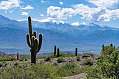 Cardon Grande Cactus, Leucostele terscheckii, and the snow-capped Nevado de Cachi in the Calchaqui Valley in Argentina. The green shrubs are jarilla, Larrea divaricata.