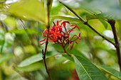 Rongon Ixora plant in Colombia