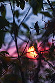 Kolibri auf einem Baum bei Sonnenuntergang in der Sierra Nevada de Santa Marta, Kolumbien