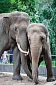 Two Asian elephants interact playfully at the Berlin Zoo, showcasing their bond in a lively setting.