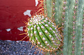 Detail of an Argentine Saguaro or Cardon Grande Cactus, Leucostele terscheckii, in Cafayate, Argentina.