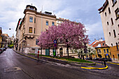 Trees in bloom in Budapest