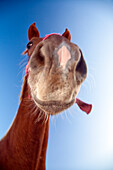 A close-up view captures the distinctive features of a horse head under a clear blue sky in Seville, showcasing its unique expression and beauty.