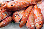 Brightly colored salmonetes are beautifully arranged on ice at Mercat de la Boqueria in Barcelona, showcasing fresh seafood.