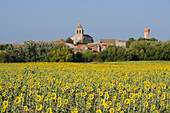 Sunflowers in Santovenia, province of Segovia.