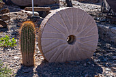 An old millstone by a small cardón grande cactus at an old mill site on Route 40 near Secalantas, Argentina.