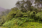 Lush vegetation in the yungas sub-tropical rainforest on a rainy day in Los Sosa Canyon Natural Reserve in Argentina.