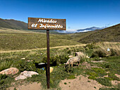 Ein Schild für den Mirador El Infernillo, der das Tafí-Tal in Argentinien überblickt. Ein Schwein hütet hinter dem Schild