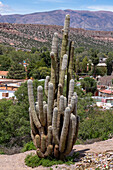 Cardón cactus on the monument hill in Humahuaca in the Humahuaca Valley or Quebrada de Humahuaca, Argentina.