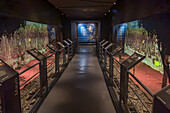 A display on growing grapes in the Museo de la Vid y el Vino or Museum of the Vine and the Wine in Cafayate, Argentina. The various stations explain what is happening in the vineyard in each month of the year.