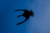 Cormorants in Don Diego River, Santa Marta, Colombia