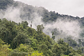 Low clouds in the yungas sub-tropical rainforest on a rainy day in Los Sosa Canyon Natural Reserve in Argentina.