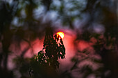 Sunset in Sierra Nevada de Santa Marta, Colombia